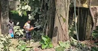ব্রাহ্মণবাড়িয়ায় গণপূর্তের সেগুন গাছ নিলামে বিক্রি করে দিলো পুলিশ!